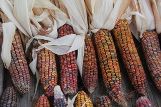 Ears of corm