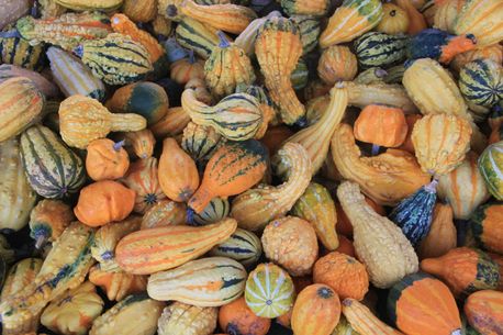 Gourds (59341)