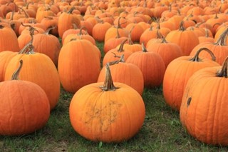 Pumpkins