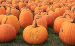 Pumpkins (59385)