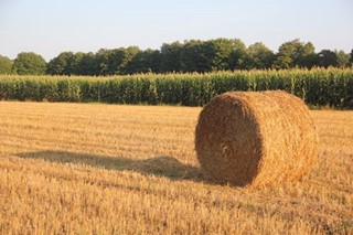 Hay Bale