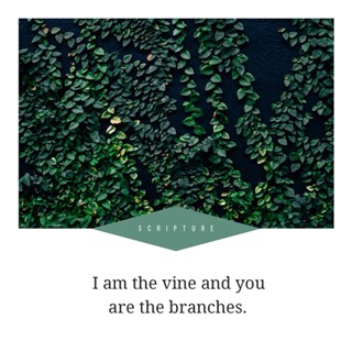 I am the vine