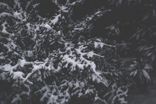 Fresh Snow