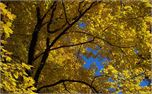 100_2347 (7171)