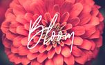 Bloom (71137)