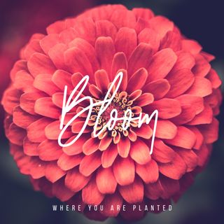 Bloom