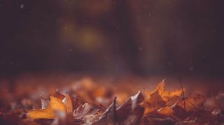 Fall Leaves Motion Loop