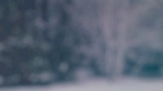 Snowy Forest Loop