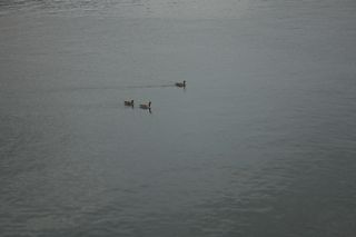 Follow the leader