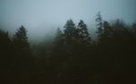 Foggy Forest (76692)