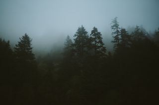 Foggy Forest