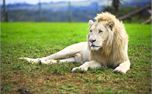 Lion (8286)