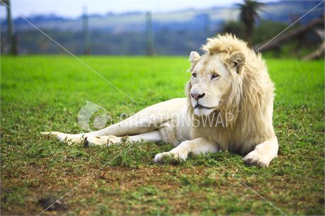 Lion (8286)