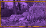 Purple Pumpkin Background (91746)