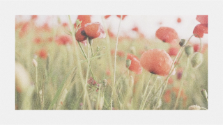 Poppy Background
